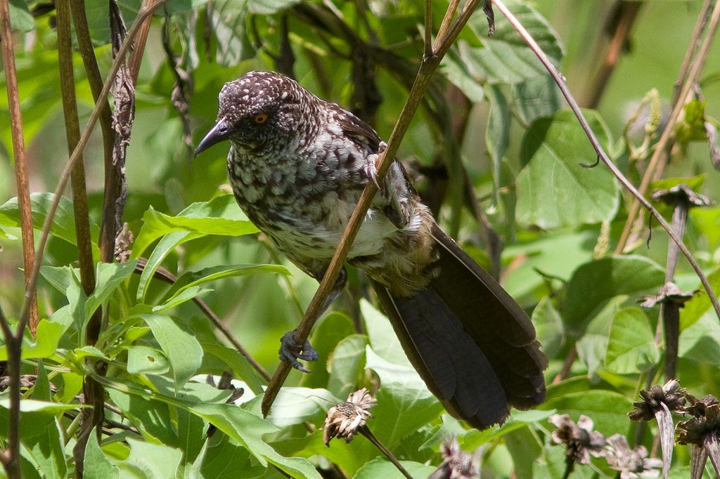 Turdoides hindei